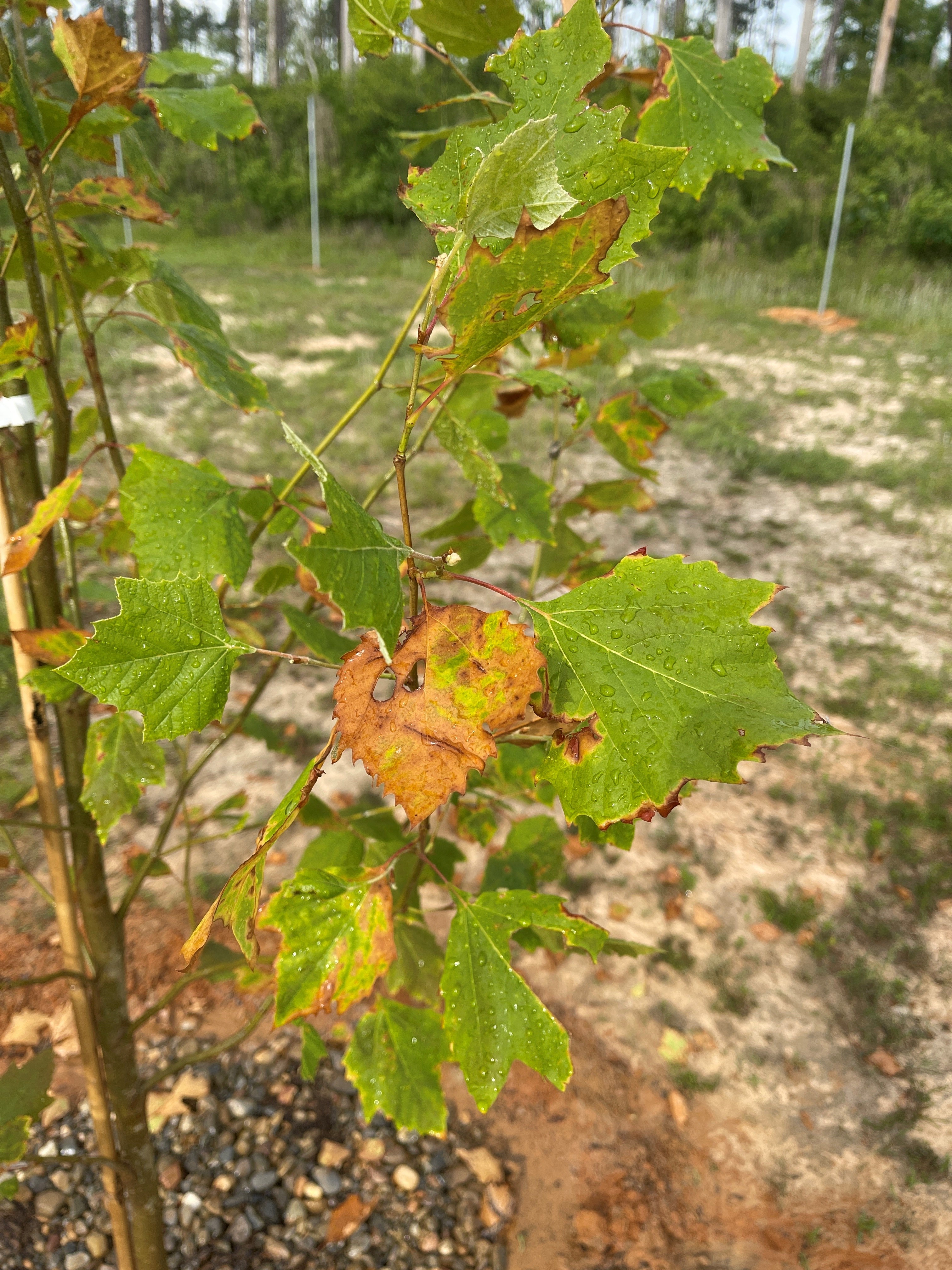 Roots, Shoots, Fruits & Flowers: Sycamore Anthracnose, Soil Sampling, Fig Pruning, and Fire Blight